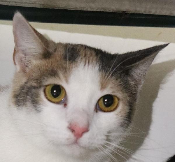 Elodie, micina tricolore (giugno 2024) Foto 2